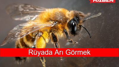 Rüyada arı görmekle ilgili genel anlamlar, olumlu gelişmeler, arı sokması