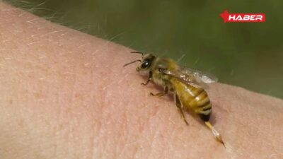 Rüyada arı sokması, görmek ve bal gibi detaylarla korku, bereket