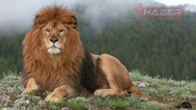 Rüyada aslan görmek, güç ve cesaret sembolü olarak kişisel gelişim