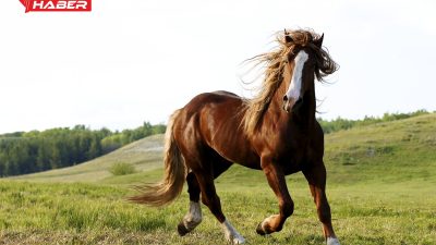 Rüyada at görmekle ilgili temel anlamlar, değişim işaretleri ve psikolojik