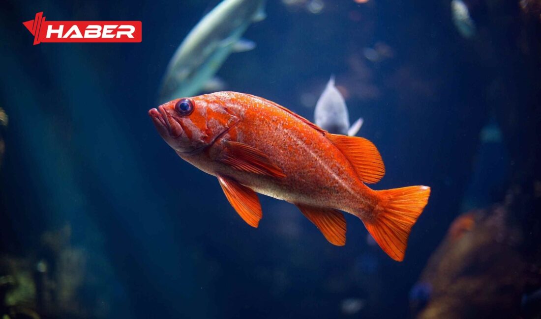 Rüyada balık görmek, farklı anlamlar ve yorumlarla geleceğinizi şekillendiren bir