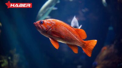 Rüyada balık görmek, farklı anlamlar ve yorumlarla geleceğinizi şekillendiren bir