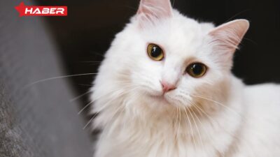 Rüyada beyaz kedinin anlamı, olumlu sonuçları ve psikolojik etkileri ile