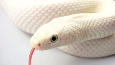 Rüyada beyaz yılan görmek, duygusal durumları, olumlu ve olumsuz yönleri,