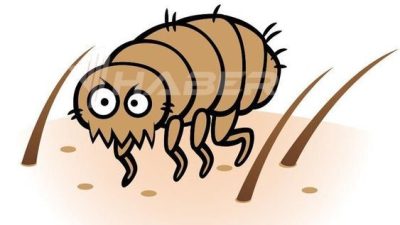 Rüyada bit görmek, kişisel hayat, olumsuz durumlar, duygusal gerginlik ve