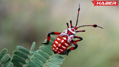 Rüyada böcek görmekle ilgili psikolojik ve sembolik anlamları, olumsuz duyguları,