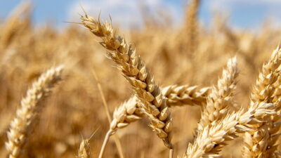 Rüyada buğday görmek, farklı anlamları, ekonomik etkileri ve spiritüel yansımalarıyla