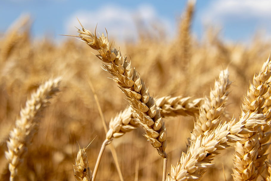 Rüyada buğday görmek, farklı anlamları, ekonomik etkileri ve spiritüel yansımalarıyla