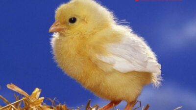 Rüyada civciv görmek ile ilgili genel anlamlar, finansal etkiler, aşk