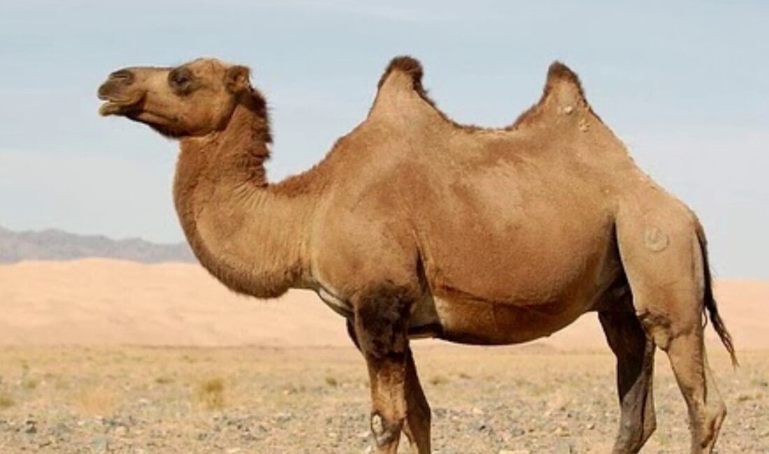 Rüyada deve görmek; kişisel gelişim, duygusal durum ve hayattaki değişimler