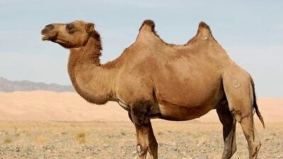 Rüyada deve görmek; kişisel gelişim, duygusal durum ve hayattaki değişimler