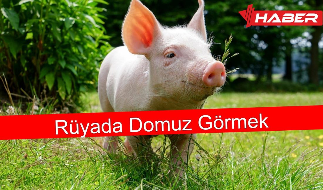 Rüyada domuz görmekle ilgili