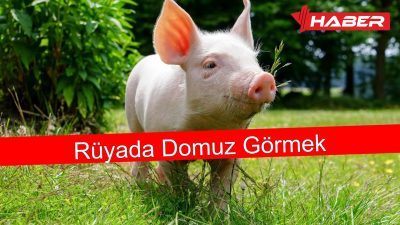 Rüyada domuz görmekle ilgili genel anlam, yorumlar, davranışları, psikolojik etkileri
