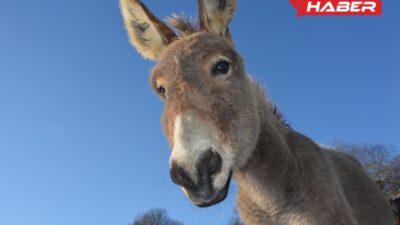 Rüyada eşek görmenin psikolojik ve zihinsel anlamlarını, hayatınızdaki değişimleri ve