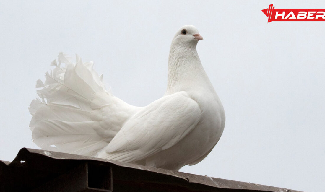 Rüyada güvercin görmekle ilgili genel anlamlar, duygusal etkiler ve ilişkiler