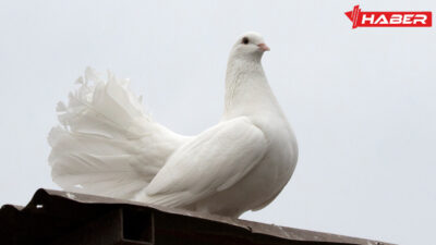 Rüyada güvercin görmekle ilgili genel anlamlar, duygusal etkiler ve ilişkiler