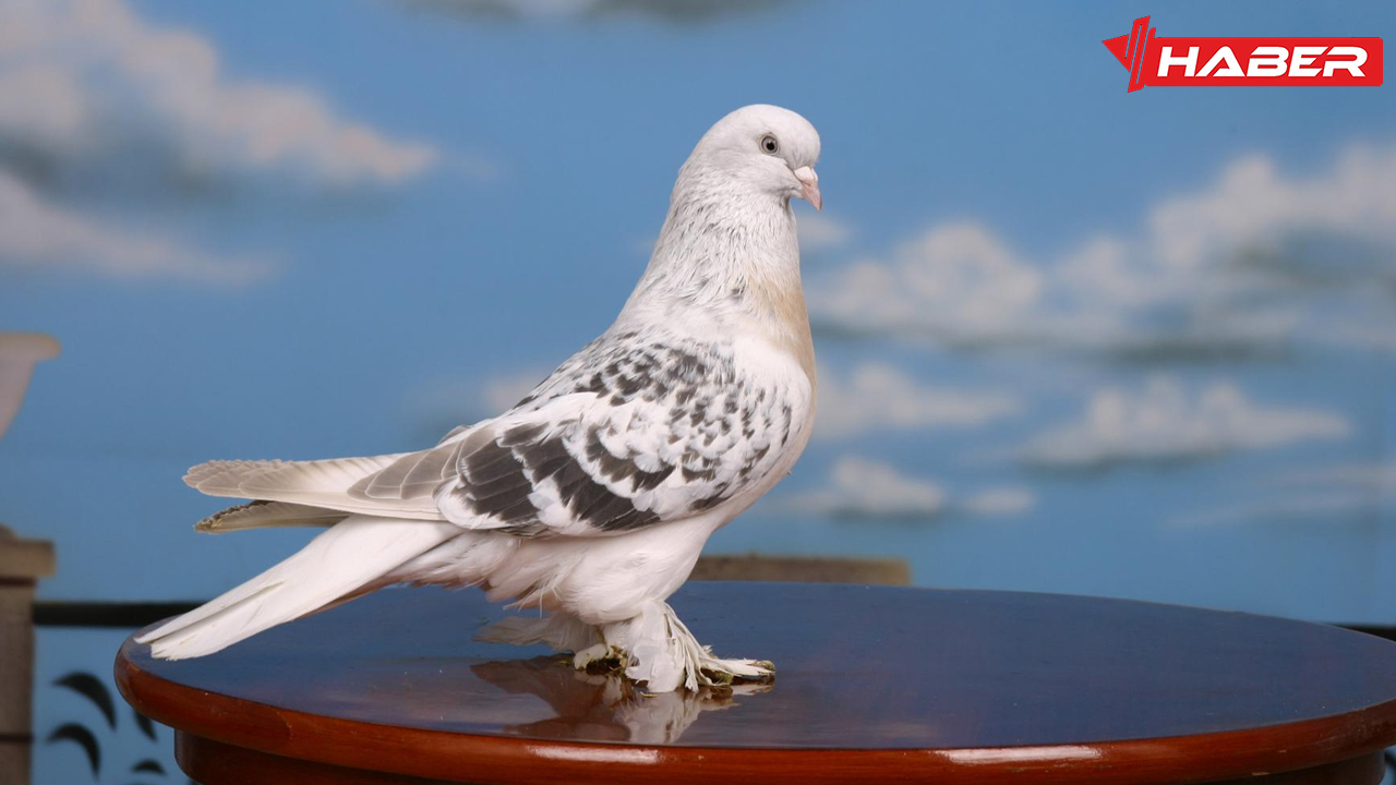 rüyada güvercin görmek