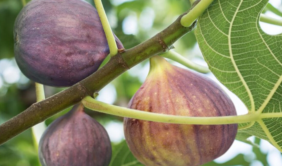 Rüyada incir görmenin anlamı, bereket ve olumlu gelişmeler ile duygusal