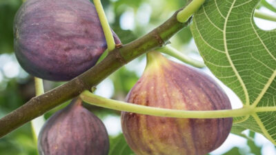 Rüyada incir görmenin anlamı, bereket ve olumlu gelişmeler ile duygusal