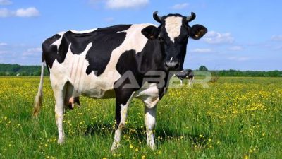 Rüyada inek görmenin psikolojik anlamlarını, maddi durum ilişkisini ve kişisel