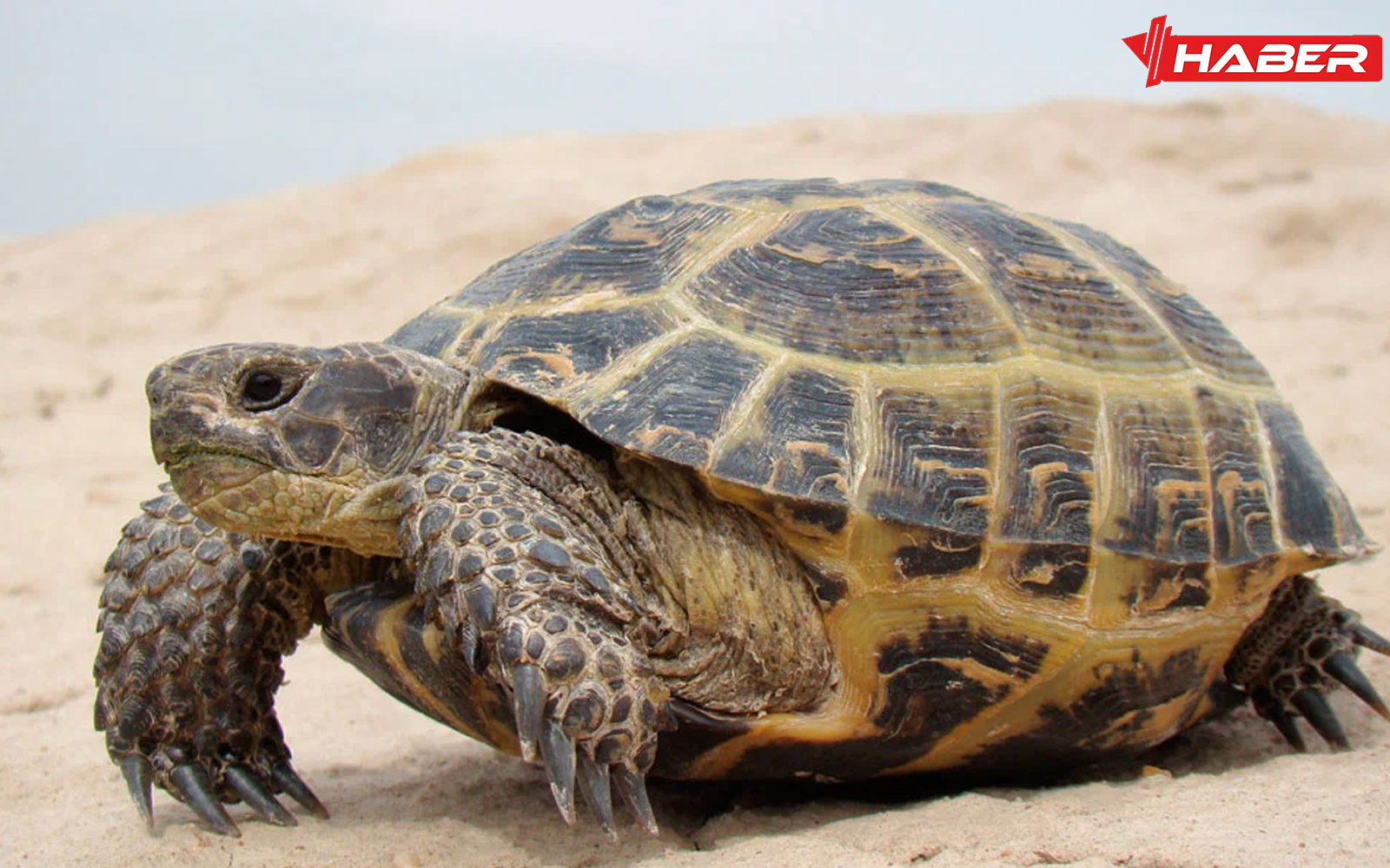 rüyada kaplumbağa görmek ne