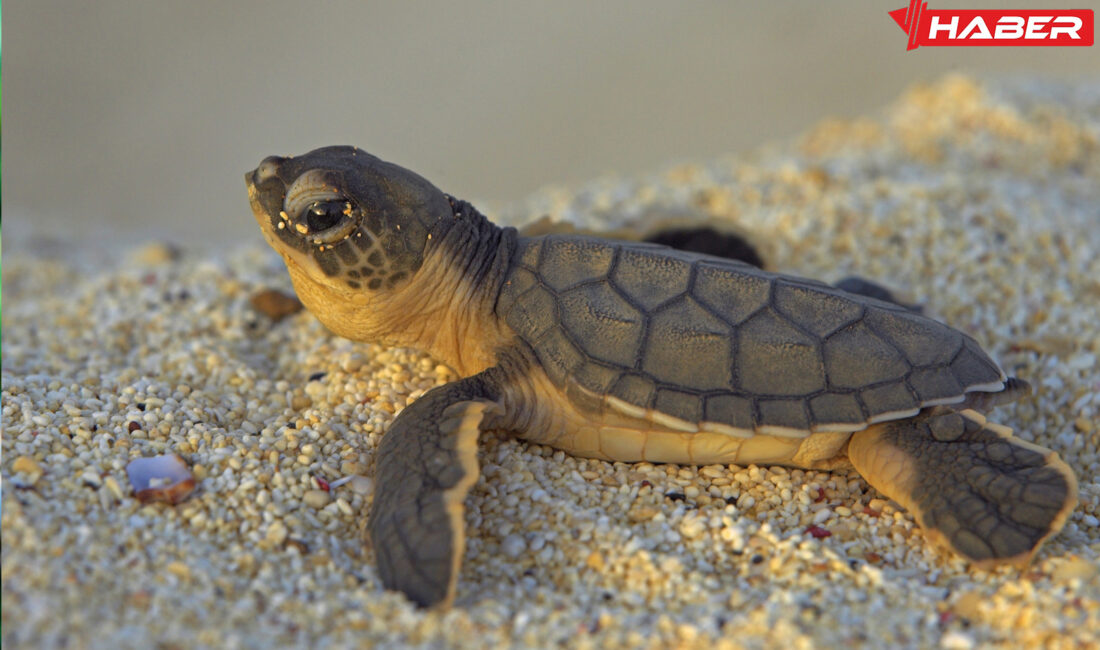Rüyada kaplumbağa görmek, sembolizmi ve psikolojik etkileriyle yaşamınıza dair derin