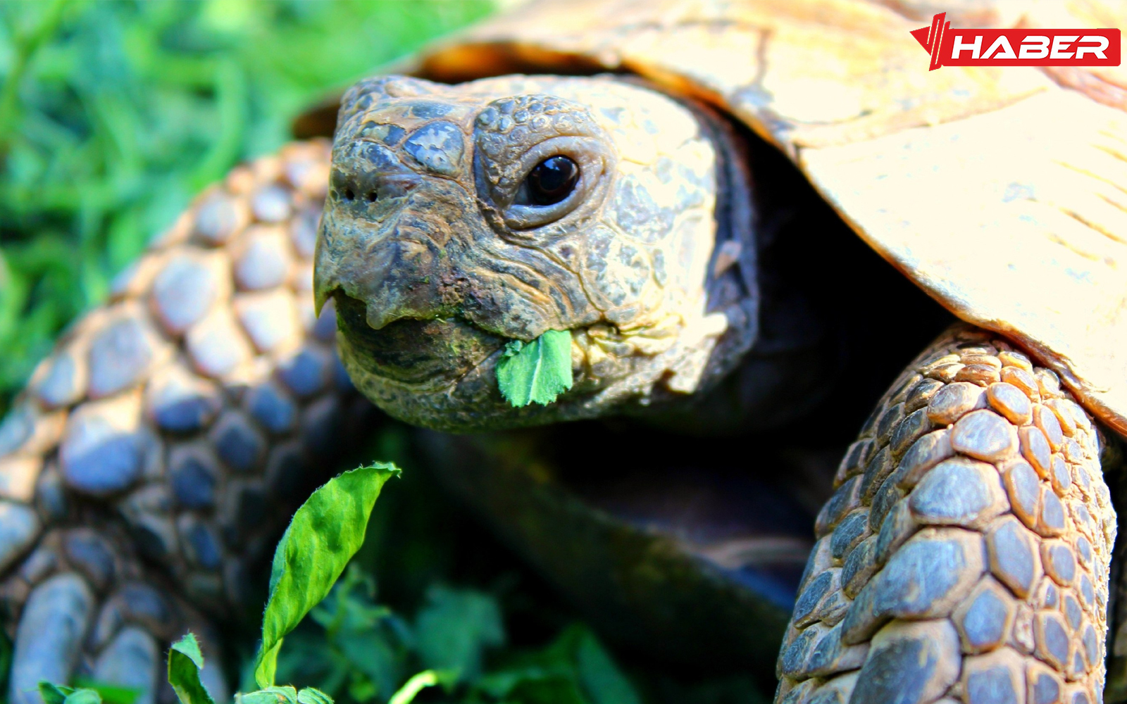 rüyada kaplumbağa görmek