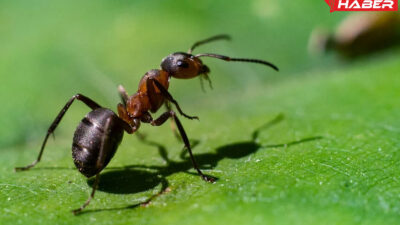 Rüyada karınca görmekle ilgili psikolojik etkiler, sembolik anlamlar ve kişisel