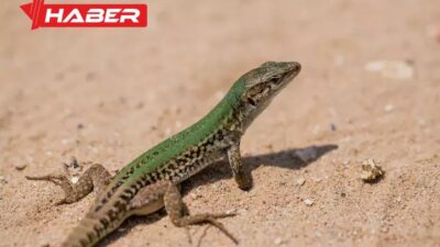 Rüyada kertenkele görmek, içsel duygulara etkisi ve kişisel gelişim ile