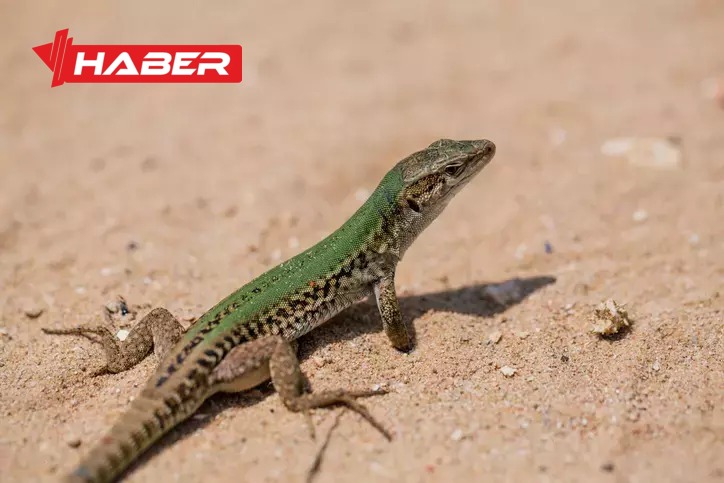 Rüyada kertenkele görmek, içsel