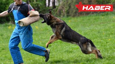 Rüyada köpek saldırması, psikolojik ve duygusal durumların yansımalarını keşfedin. Rüya