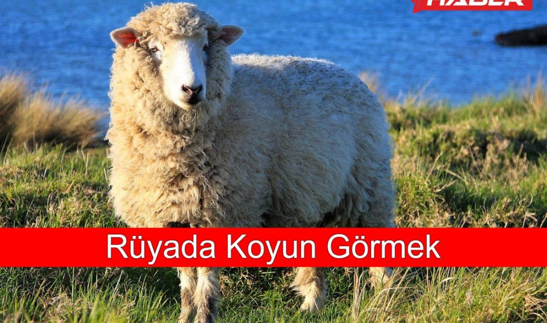 Rüyada koyun görmekle ilgili