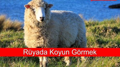 Rüyada koyun görmekle ilgili anlamlar, psikolojik etkiler, hayatınıza yansımaları ve