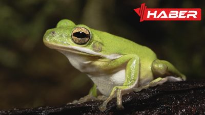 Rüyada kurbağa görmek, psikolojik ve sembolik anlamlarıyla bilinçaltının mesajlarını ve