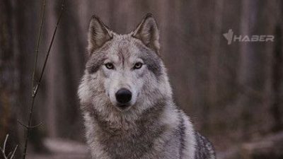 Rüyada kurt görmek, kişisel gelişimden psikolojik etkilerine kadar zengin yorumlarıyla