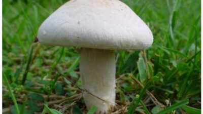 Rüyada mantar görmenin anlamı, renkleri, psikolojik etkileri ve kişisel-sosyal sonuçları