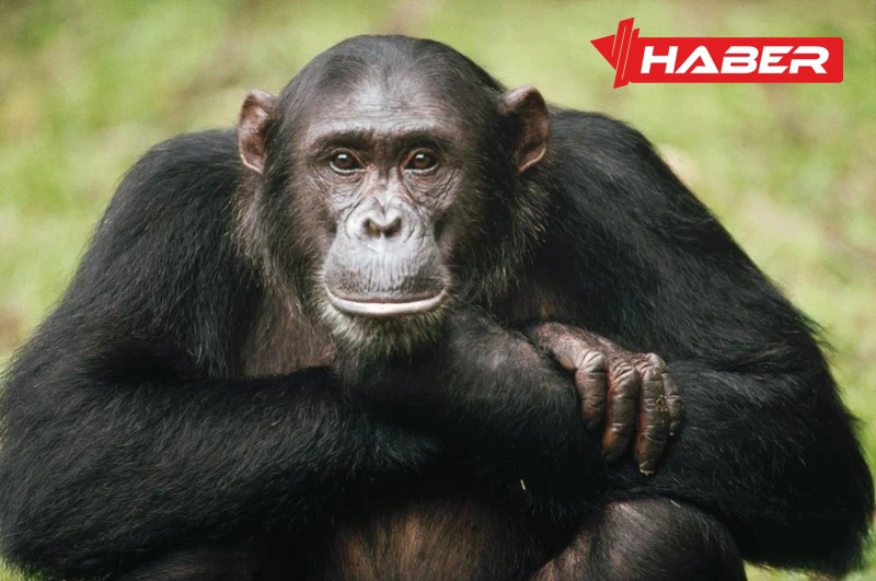 Rüyada maymun görmek ne anlama gelir? Olumlu ve olumsuz yönleri,