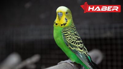 Rüyada muhabbet kuşu görmek, sembolik anlamları ve psikolojik etkileri ile