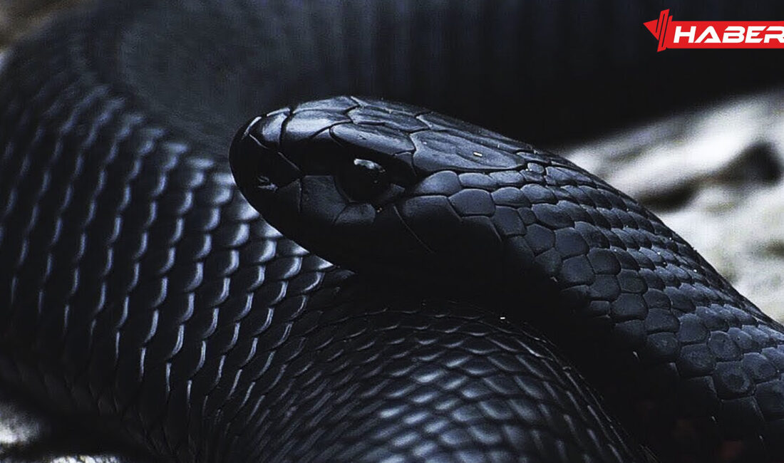 Rüyada siyah yılan görmek, sembolizmi, psikolojik etkileri ve kişisel gelişim