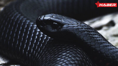 Rüyada siyah yılan görmek, sembolizmi, psikolojik etkileri ve kişisel gelişim