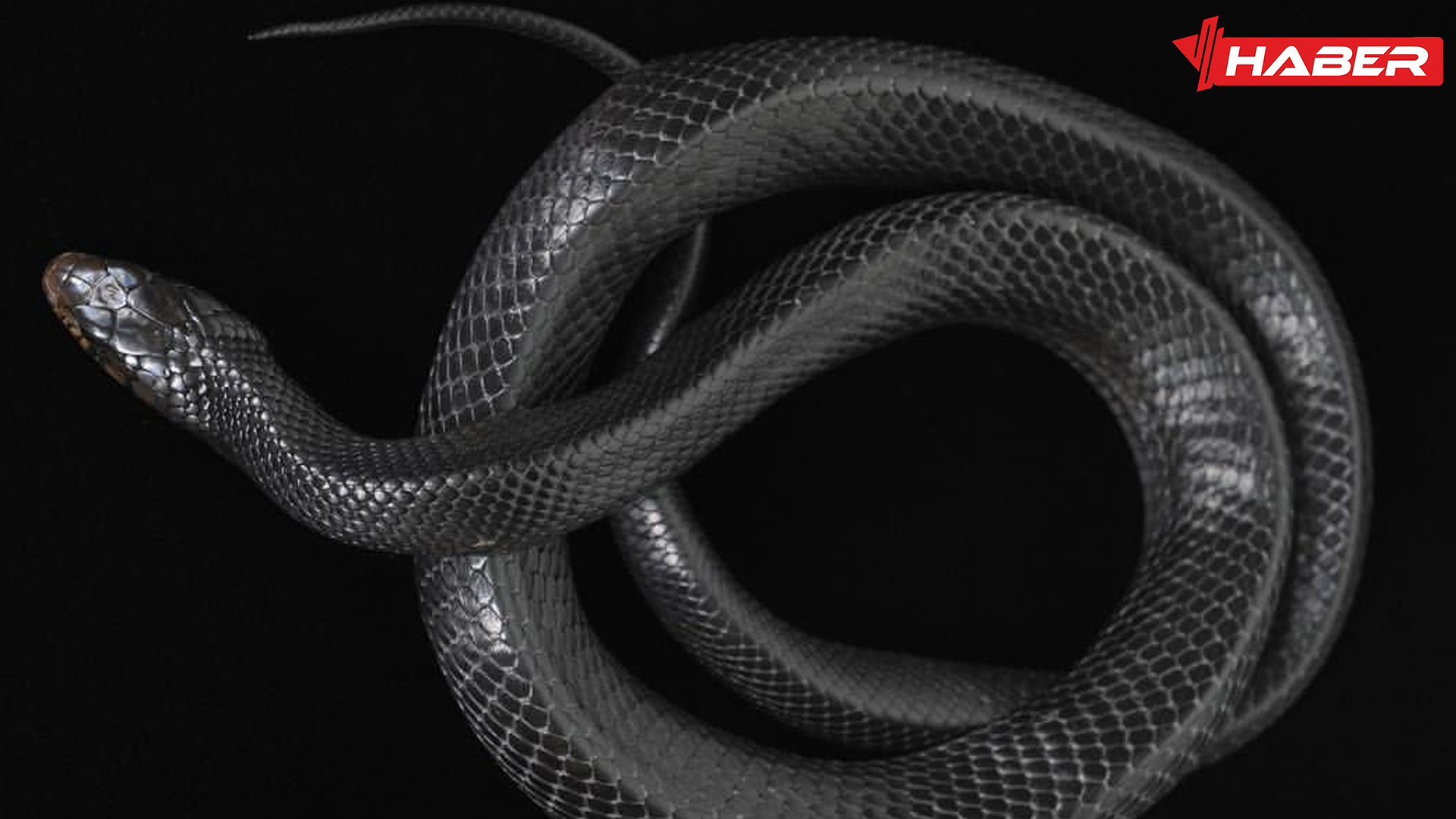 rüyada siyah yılan görmek ne