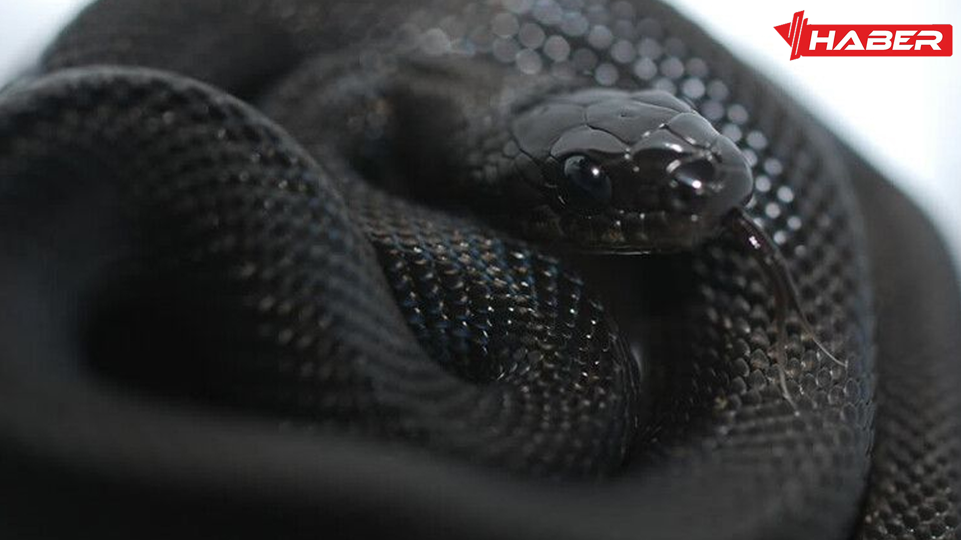 rüyada siyah yılan görmek nedir