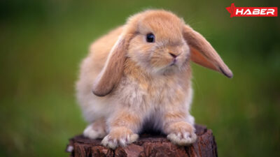 Rüyada tavşan görmek, kişisel gelişimden duygusal duruma kadar farklı anlamlar