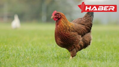 Rüyada tavuk görmekle ilgili genel anlamlar, duygusal etkiler, kişisel gelişim