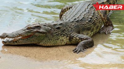 Rüyada timsah görmek, korku, tehdit, davranışlar ve psikolojik yansımalarıyla birlikte