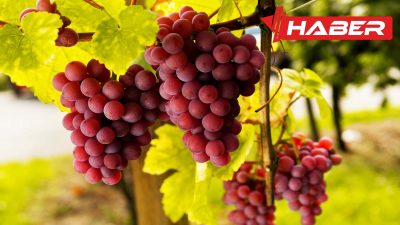 Rüyada üzüm görmenin anlamları, psikolojik yansımaları ve kişisel gelişim üzerindeki