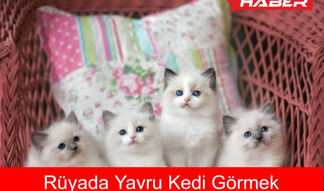 Rüyada yavru kedi görmekle ilgili anlamları, duygusal yansımaları ve kişisel