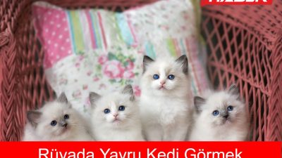 Rüyada yavru kedi görmekle ilgili anlamları, duygusal yansımaları ve kişisel