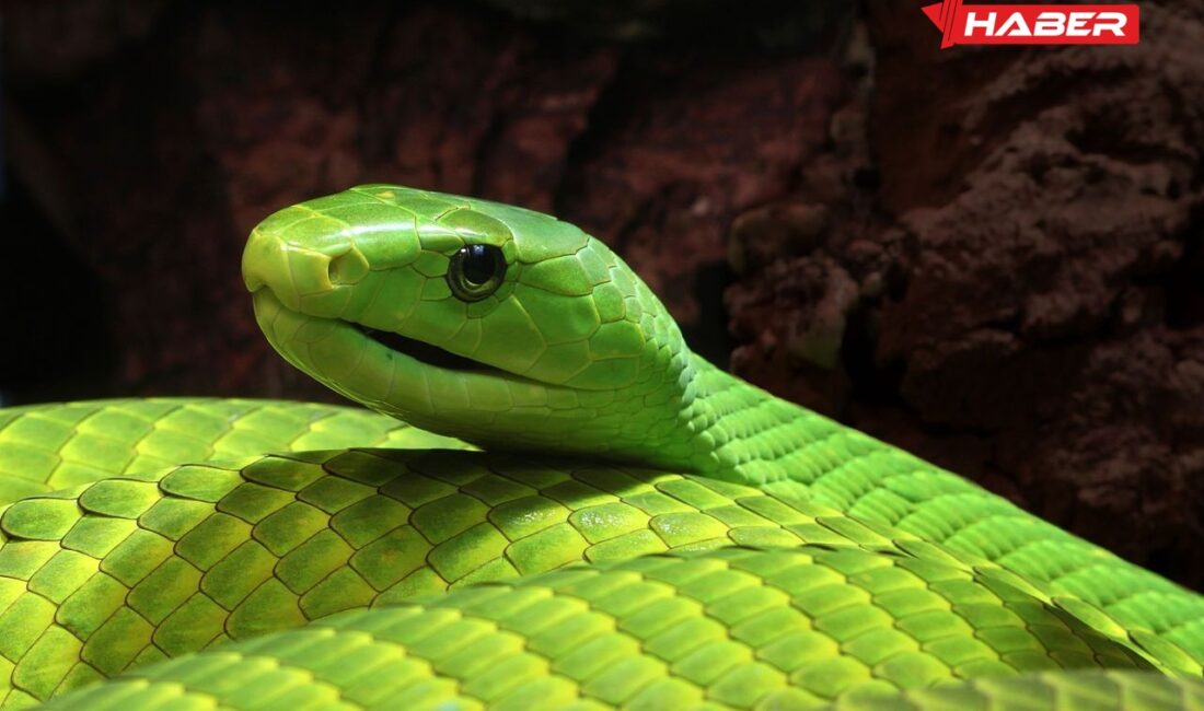 Rüyada yeşil yılan görmek ve rüyaların psikolojik, duygusal etkileri üzerine