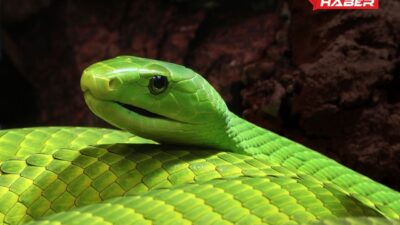 Rüyada yeşil yılan görmek ve rüyaların psikolojik, duygusal etkileri üzerine